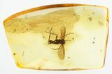 Detailed Fossil Fungus Gnat (Mycetophilidae) In Baltic Amber #328191-1